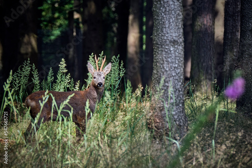 Rehbock ( Capreolus capreolus ).