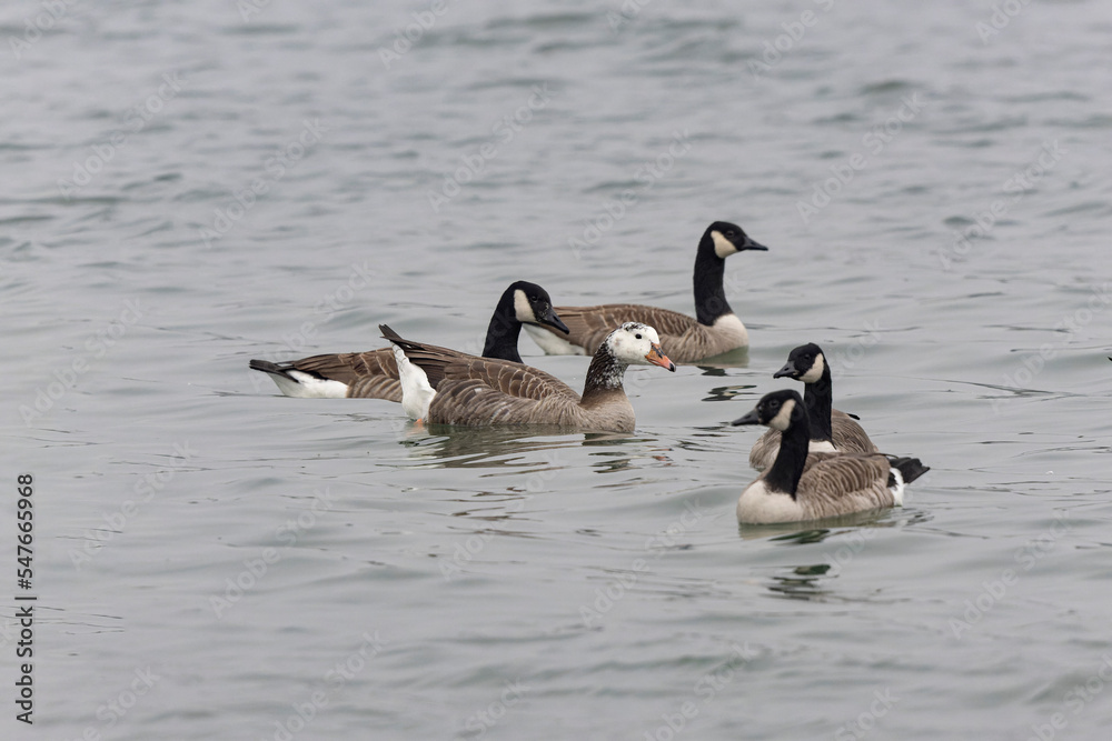 Hybrid between a Canada goose and a Greylag Goose wintering on the Rhine, France Hybrid between a Canada goose and a Greylag Goose wintering on the Rhine, France