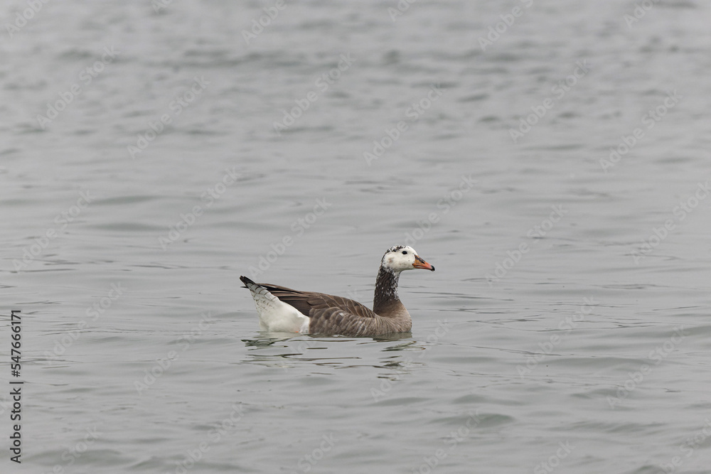 Fototapeta premium Hybrid between a Canada goose and a Greylag Goose wintering on the Rhine, France