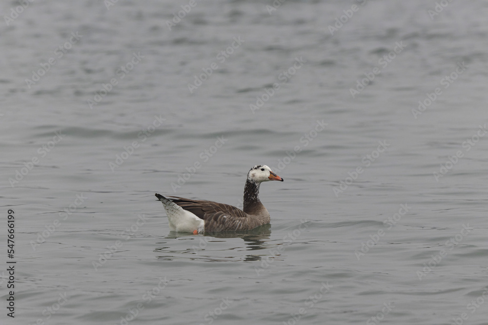 Hybrid between a Canada goose and a Greylag Goose wintering on the Rhine, France Hybrid between a Canada goose and a Greylag Goose wintering on the Rhine, France