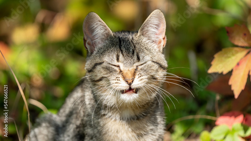 Canvas Print sneezing cat