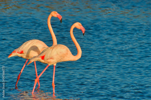 Flamingos in der Camargue in Frankreich