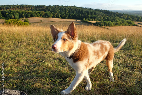 A tri colour red merle border collie three month old puppy, in the woodland.