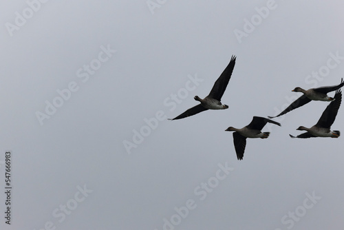 Bean goose Anser fabalis in flight wintering on the Rhine, France © denis