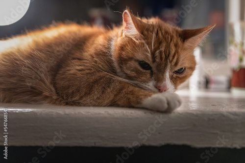 Wallpaper Mural Domestic red cat lies on the windowsill in the morning. Close-up, there is artistic noise. Torontodigital.ca