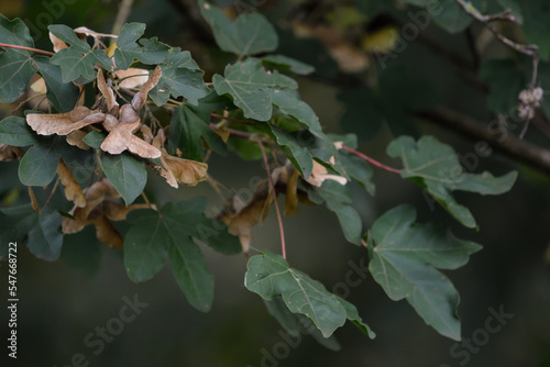 Maple leaves and seeds