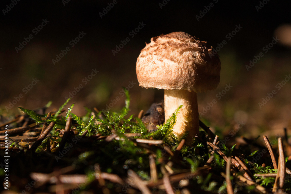 kleiner brauner Pilz am Waldboden kleiner brauner Pilz am Waldboden