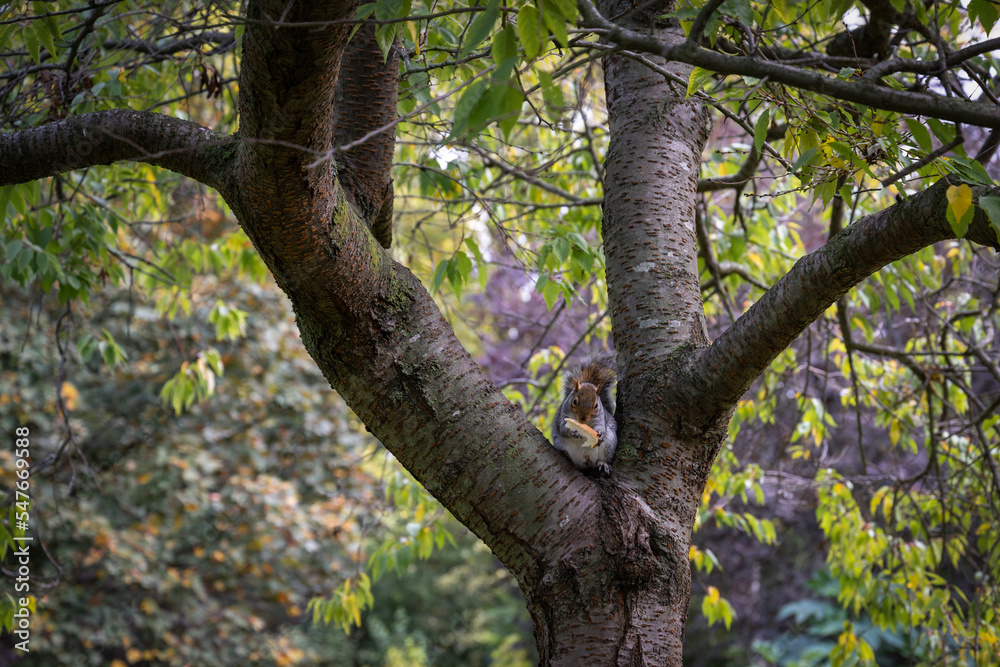 Squirrel in a tree with a piece of bread.
