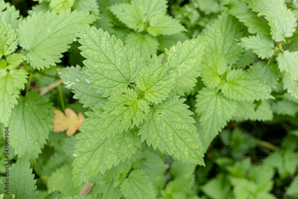 Urticaceae Nettle Urtica in close view Urticaceae Nettle Urtica in close view