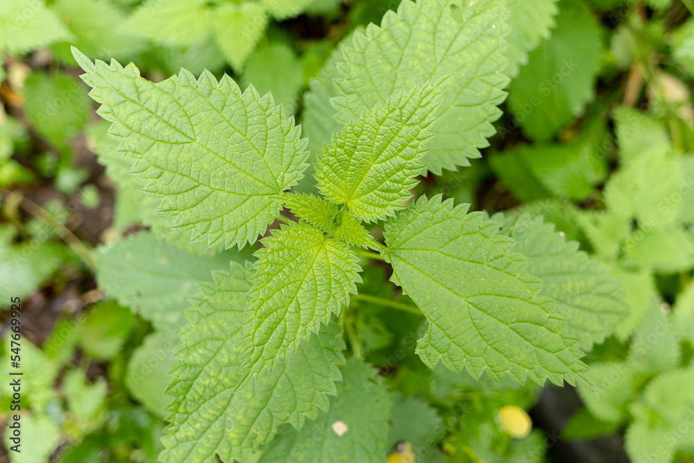 Urticaceae Nettle Urtica in close view Urticaceae Nettle Urtica in close view