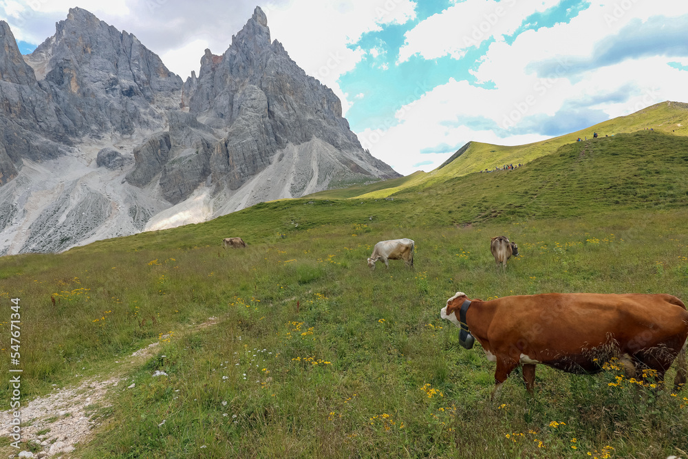Naklejka premium cow grazing in a high mountain meadow