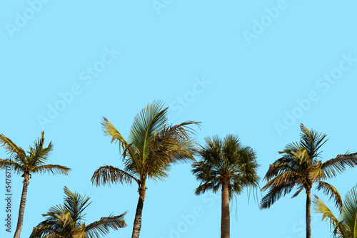 Palm Trees Vintage - clear summer skies