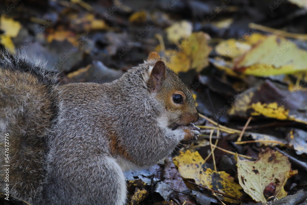 A stunning portrait image of a grey squirrel eating a nut in the forest. This photo was taken at a nature reserve in Preston, England. A stunning portrait image of a grey squirrel eating a nut in the forest. This photo was taken at a nature reserve in Preston, England.