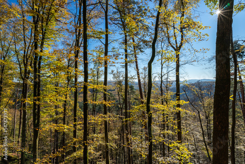 Pfälzer Herbstwald im Wasgau photo