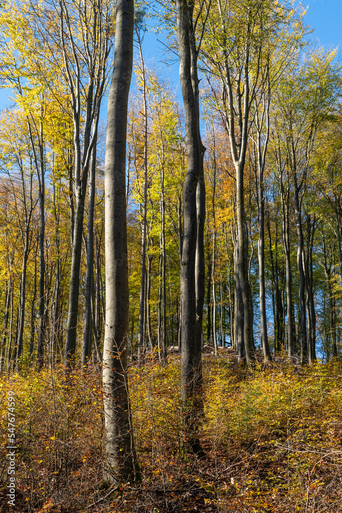Obraz premium Herbstwald in der Pfalz
