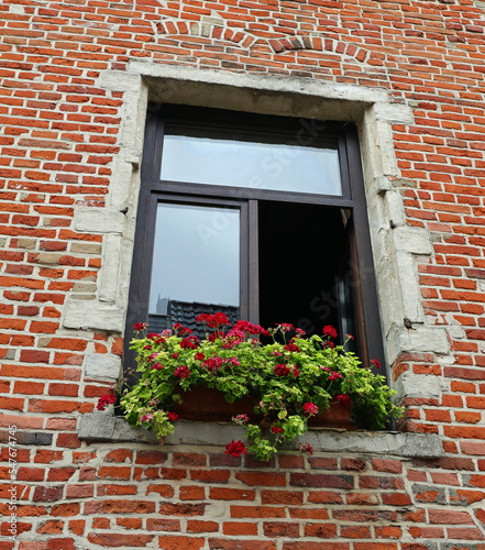 window on brick house and flowered sill with geranium plants