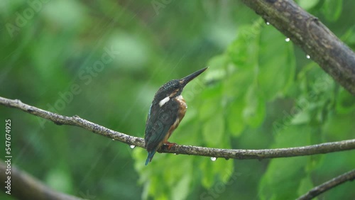 Common Kingfisher in the Rain in Thailand and Southeast Asia.