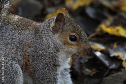 A grey squirrel in the forest. 