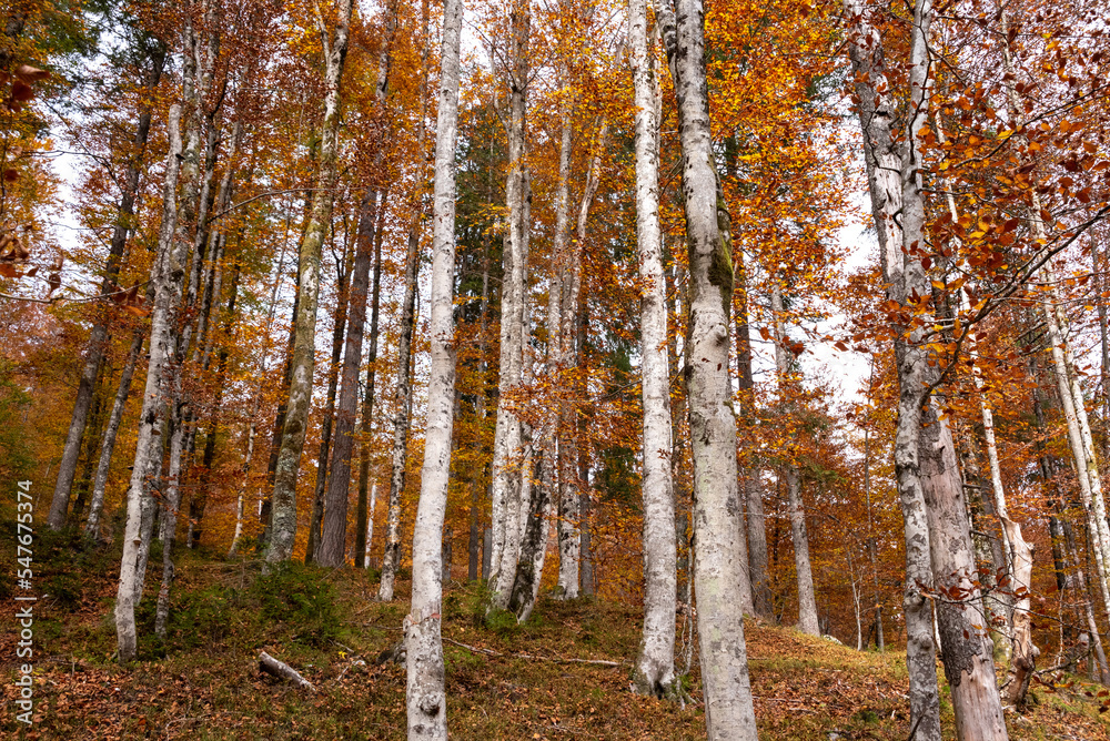 Hiking through the Vrata valley in autumn, Triglav National Park in Slovenia