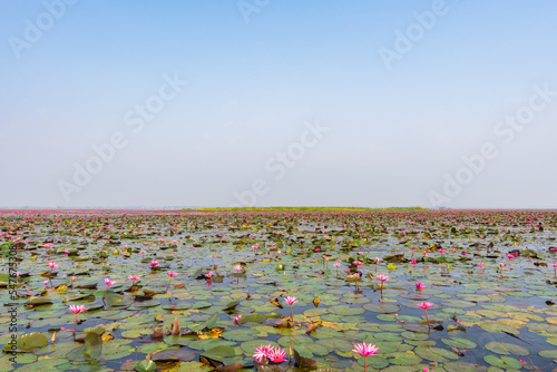 蓮の花に覆われた湖