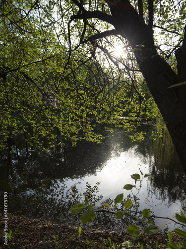 Pond shore and tree branches above the water in the park
