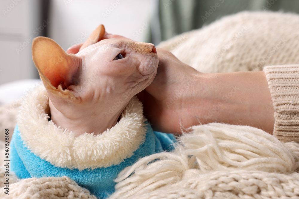 Woman stroking cute Sphynx cat on soft blanket at home, closeup. Lovely pet Woman stroking cute Sphynx cat on soft blanket at home, closeup. Lovely pet