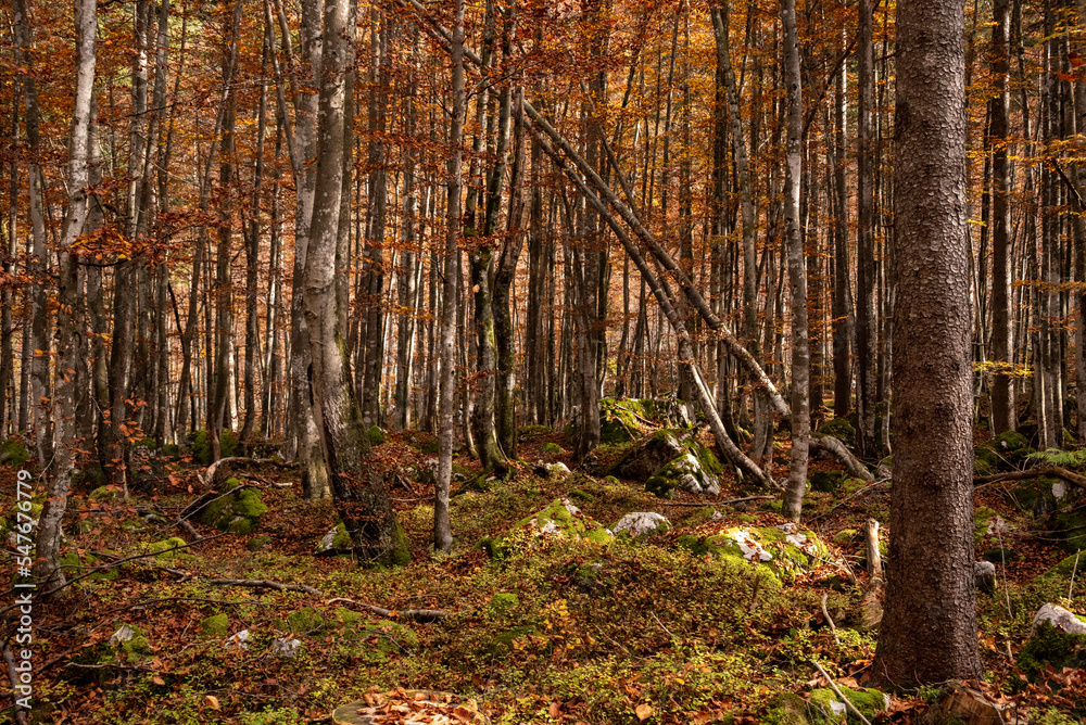 Φωτογραφία Hiking through the Vrata valley in autumn, Triglav National Park in Slovenia