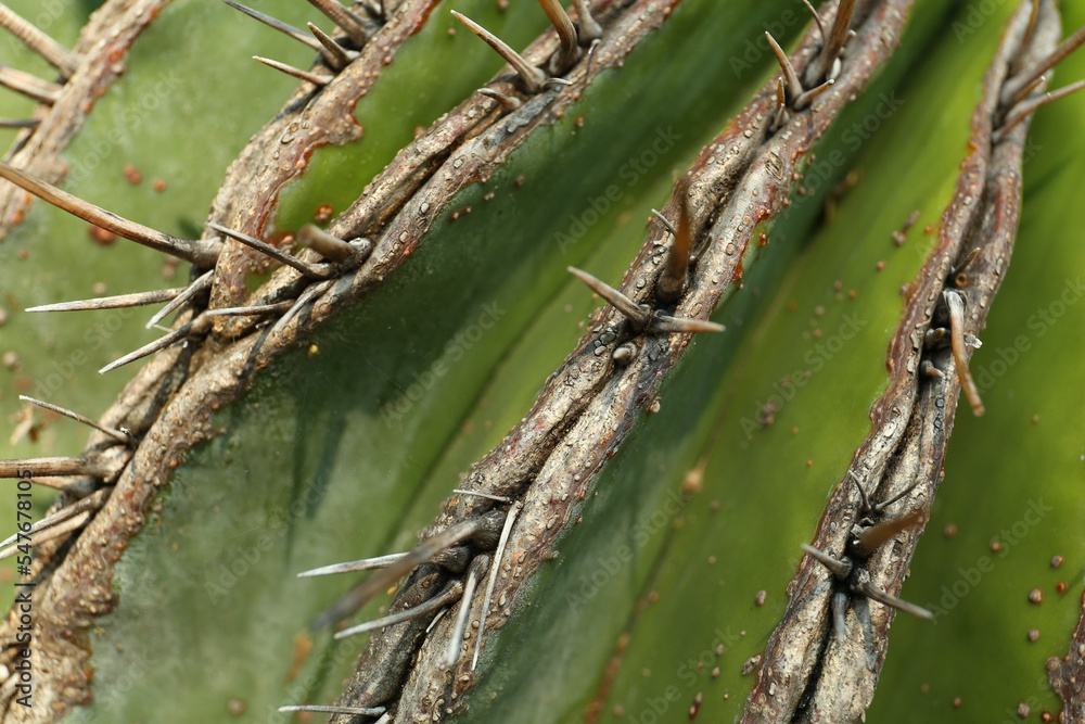 Fototapeta premium Closeup view of beautiful cactus. Tropical plant