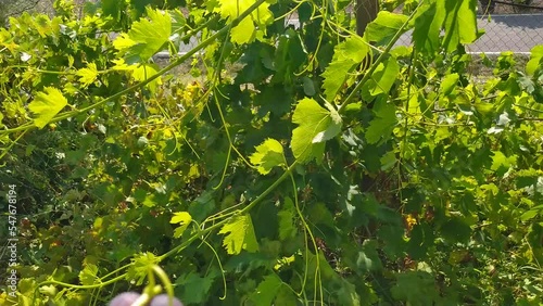 hand holding a plate of grapes in the vine garden