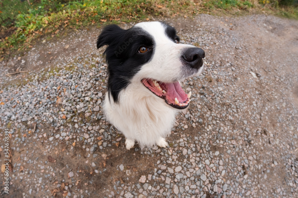 Pet activity. Puppy dog border collie walking in park outdoor. Pet dog with funny face sitting on road in summer day. Pet care and funny animals life concept. Funny emotional dog