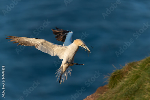 Northern gannet in flight with nesting material © giedriius