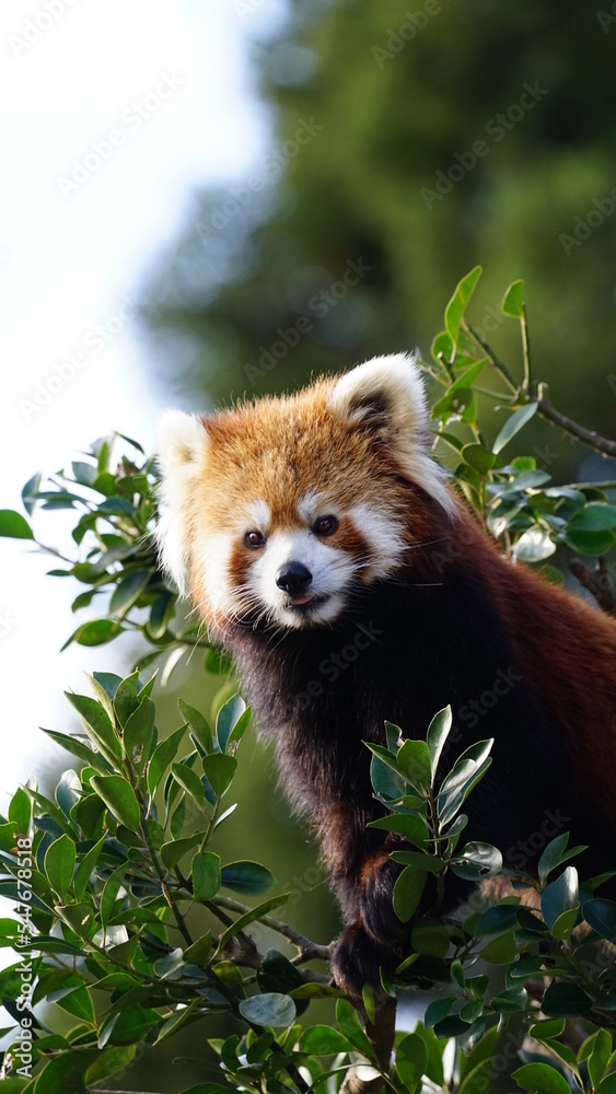 Fototapeta premium レッサーパンダ