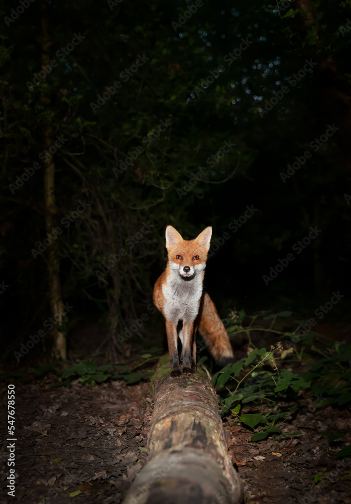 Naklejka premium Close up of a Red fox standing on a fallen tree at night