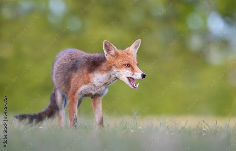 Close up of a red fox standing on grass in summer