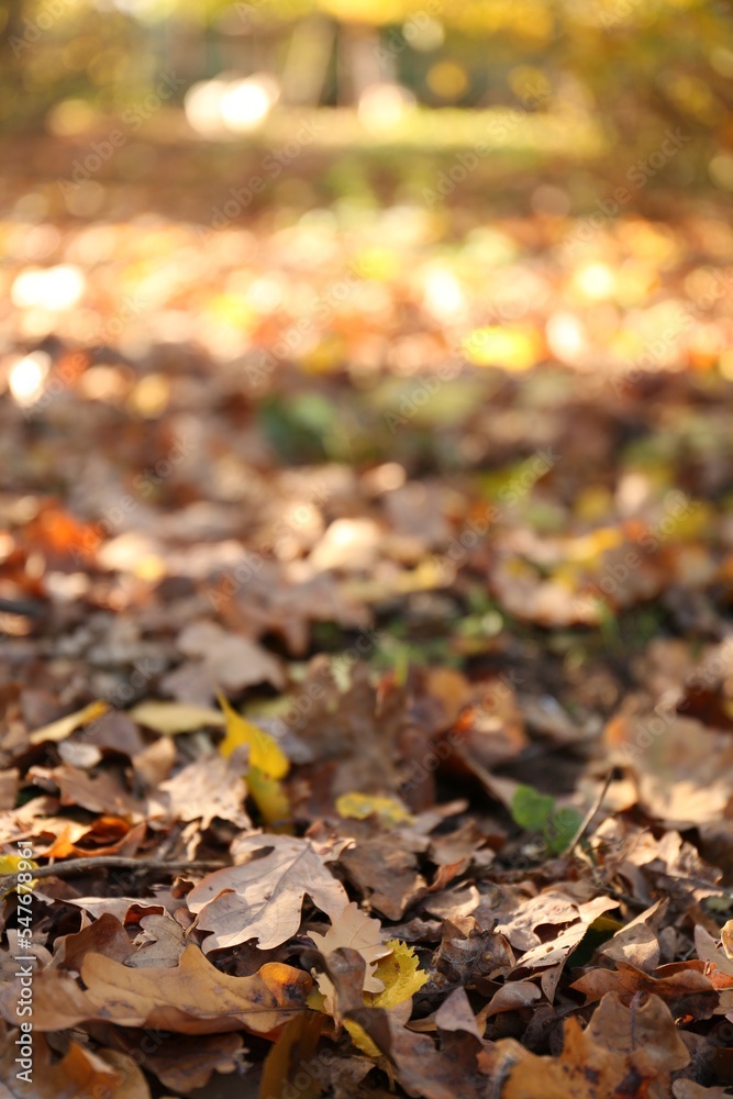 Pile of beautiful fallen leaves outdoors on sunny day, closeup Pile of beautiful fallen leaves outdoors on sunny day, closeup