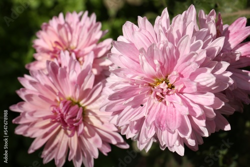 Beautiful pink chrysanthemum flowers growing outdoors, closeup