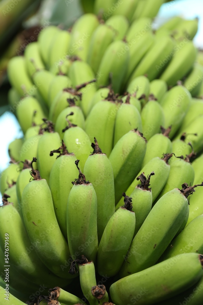 Unripe bananas growing on tree outdoors, low angle view Unripe bananas growing on tree outdoors, low angle view