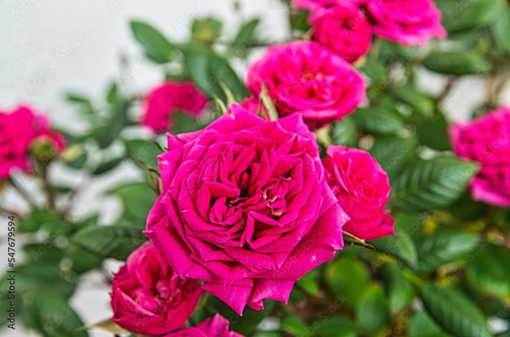 Fototapeta premium pink rose in garden