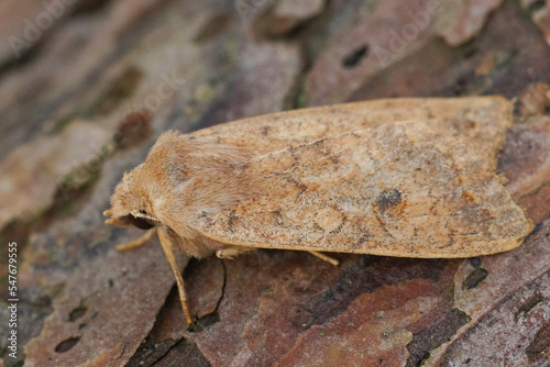 Closeup on the Brick owlet moth, Agrochola circellaris on wood photo