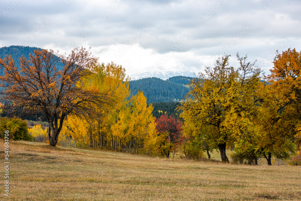 Autumn season in the Savsat District. Artvin, Turkey. Beautiful autumn landscape. Colorful fall nature view with snowy mountains background. Autumn season in the Savsat District. Artvin, Turkey. Beautiful autumn landscape. Colorful fall nature view with snowy mountains background.