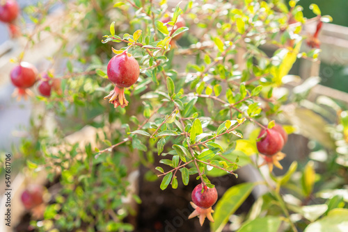 Pomegranates growing on an ornamental tree