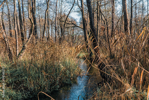 krystalicznie czysta rzeka w lesie na Śląsku w Polsce jesienią