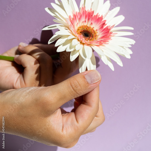 Hand tears off the petals of white gerbera flower on the purple background, close up image