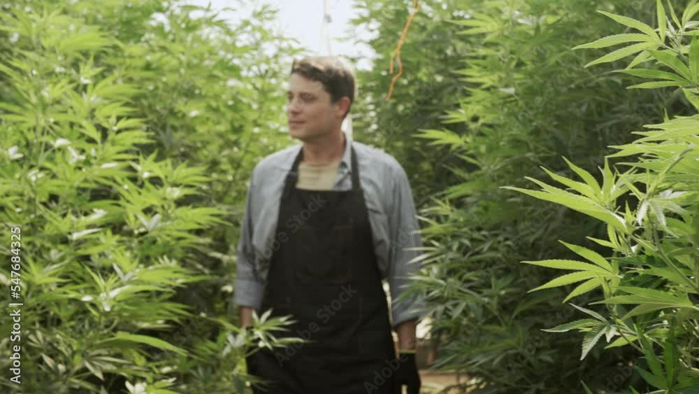 Farmers inspecting cannabis fields Cultivation of cannabis for the pharmaceutical and food industries. Organic agriculture concept. Farmers inspecting cannabis fields Cultivation of cannabis for the pharmaceutical and food industries. Organic agriculture concept.