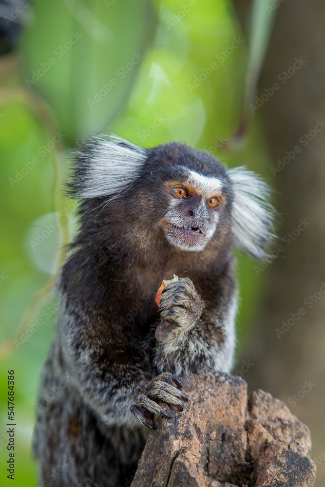 Monkey on a tree eating a fruit. Monkey on a tree eating a fruit.