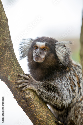 White eared monkey on the branch of a tree photo