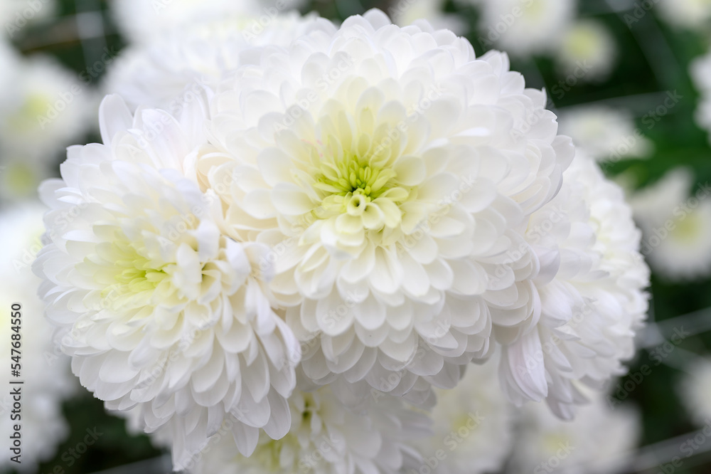 White chrysanthemum close-up in a greenhouse. Beautiful flower.