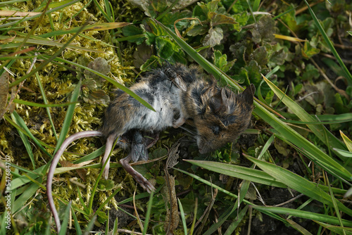 Fototapeta Naklejka Na Ścianę i Meble -  Closeup on a dead mouse, Apodemus sylvaticus, with egg-laying flies