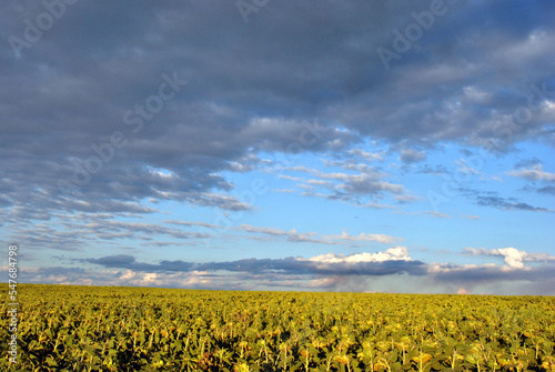 Field with blooming sunflowers, cloudy sky in horizon, Ukraine