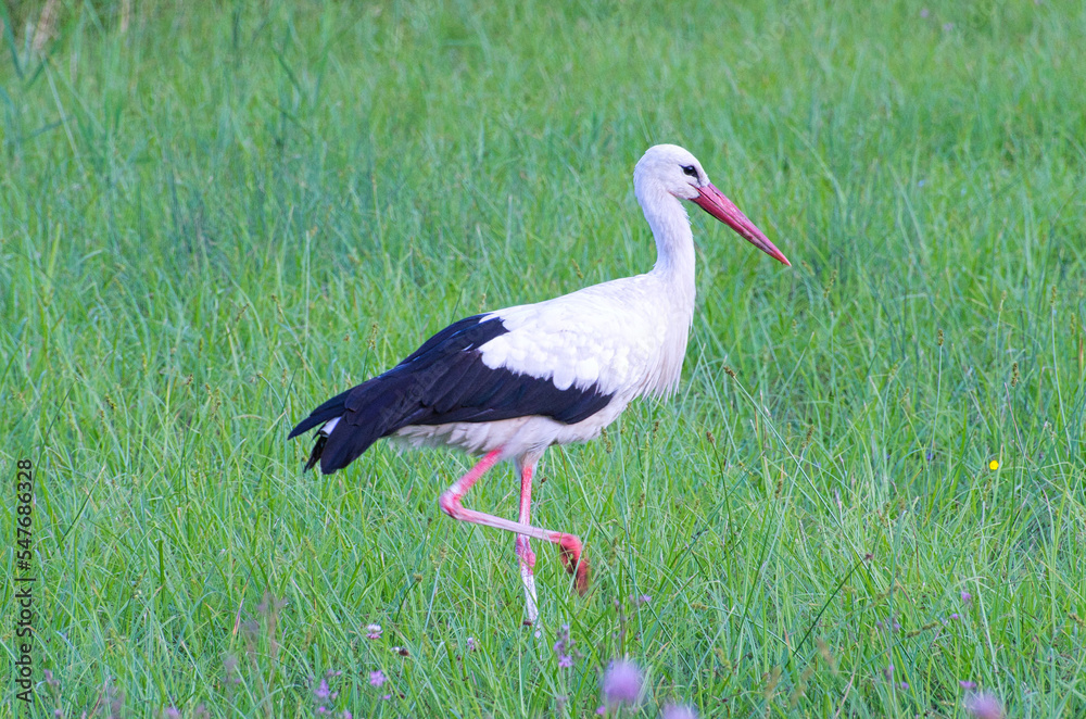 Fototapeta premium stork in the grass
